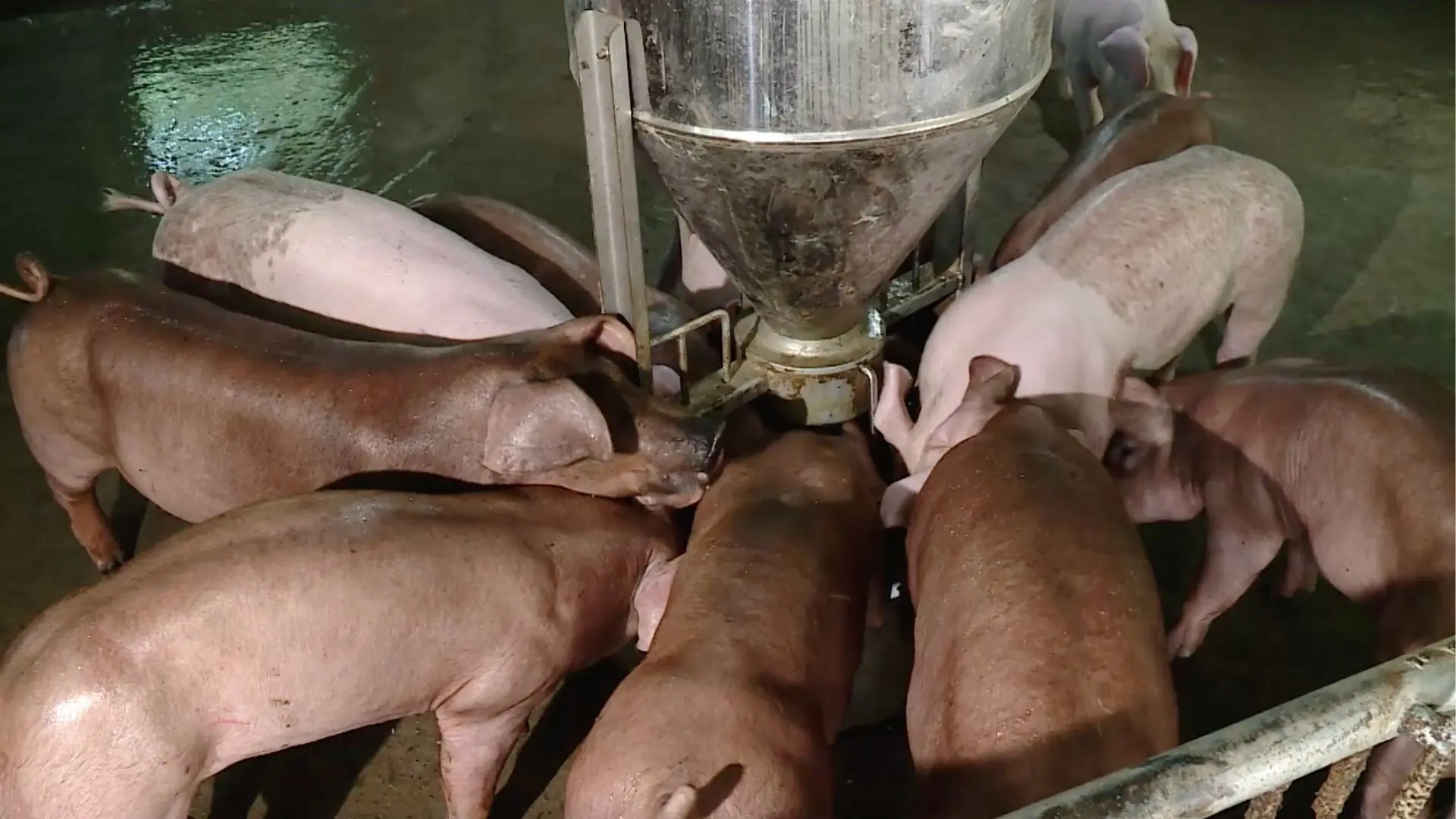 Ngăn chặn dịch bệnh – Bảo vệ sinh kế người chăn nuôi | Chuyện ở ngoại thành | 18/09/2025